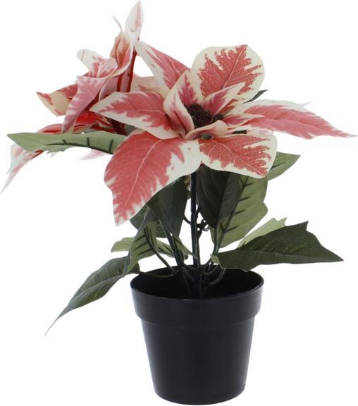 MICA Living Weihnachtsstern im Topf weiss/pink - ca. 24 cm (24 cm)