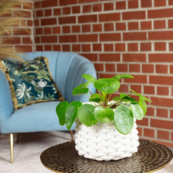 Produktbild Flowerbox Ufopflanze - Pilea peperomioides (20 cm)