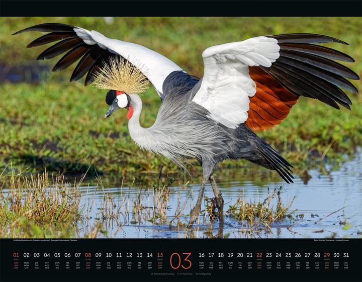 Image du produit Wildes Afrika Kalender 2026 (54 x 42 cm, Couverture rigide, Anglais, Français, Allemand)