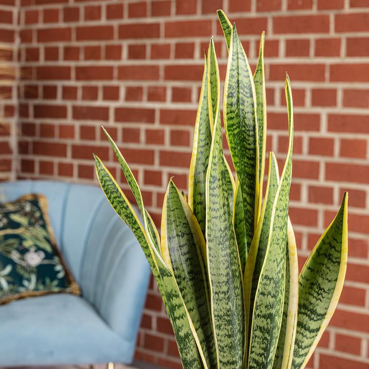 Produktbild Flowerbox Bogenhanf - Sansevieria trifasciata Laurentii (65 cm)