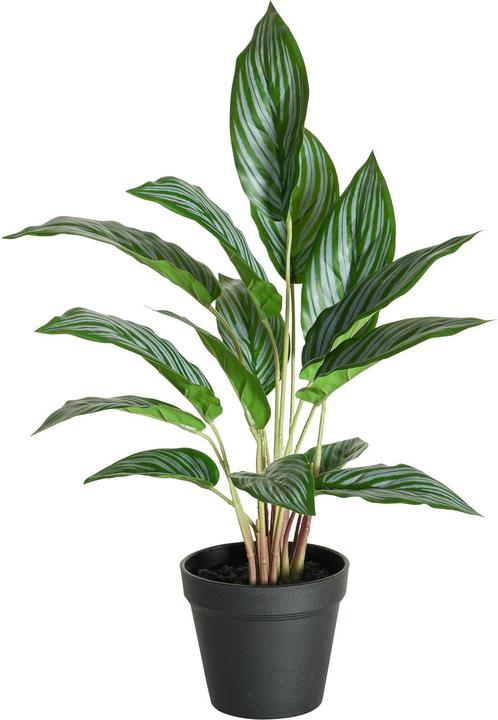 Botanic-Haus Kalathea (46 cm)