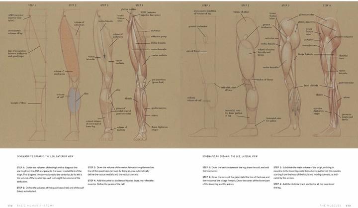 Produktbild Basic Human Anatomy (Englisch, Roberto Osti, 2022)