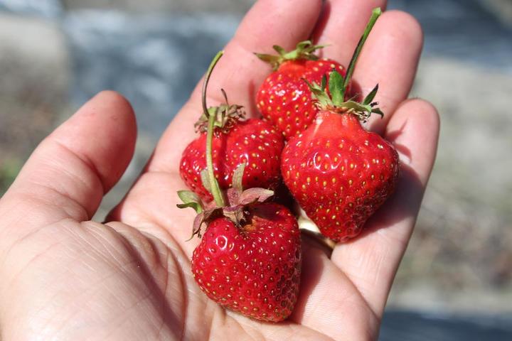 Actual product image Lubera Long-lasting balcony and terrace strawberries in the