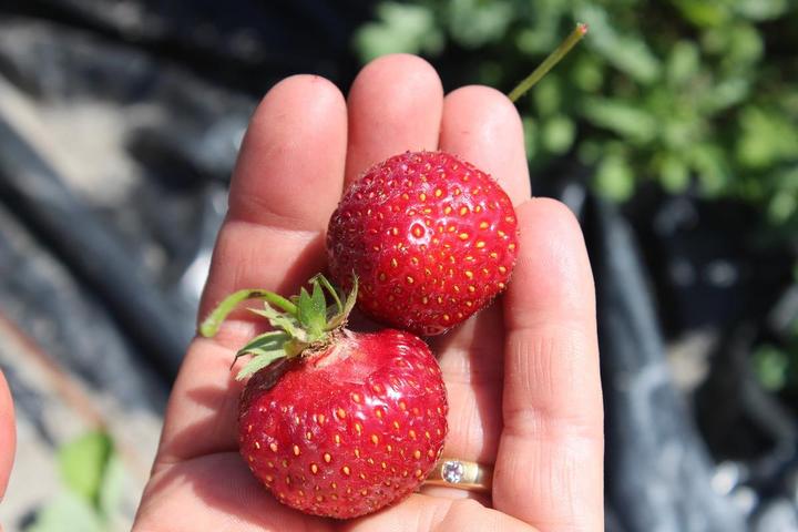 Actual product image Lubera Long-lasting balcony and terrace strawberries in the