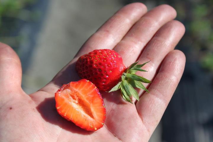 Actual product image Lubera Long-lasting balcony and terrace strawberries in the