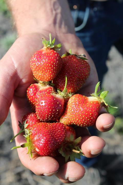 Actual product image Lubera Long-lasting balcony and terrace strawberries in the