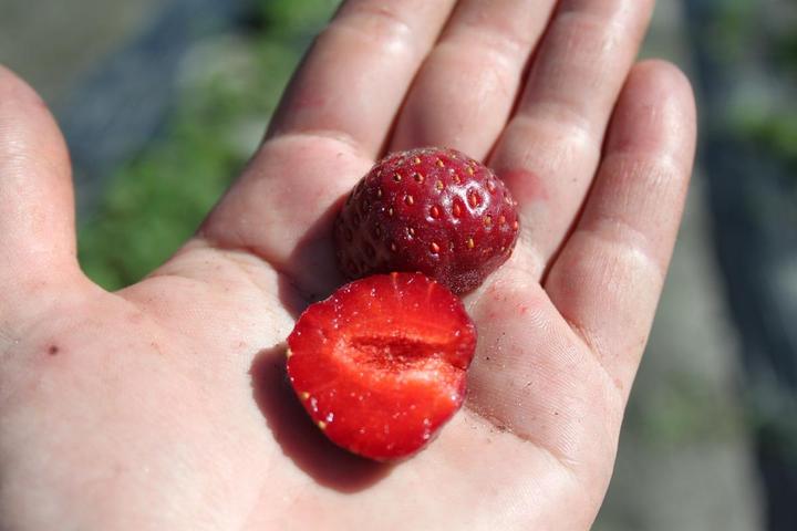 Actual product image Lubera Long-lasting balcony and terrace strawberries in the