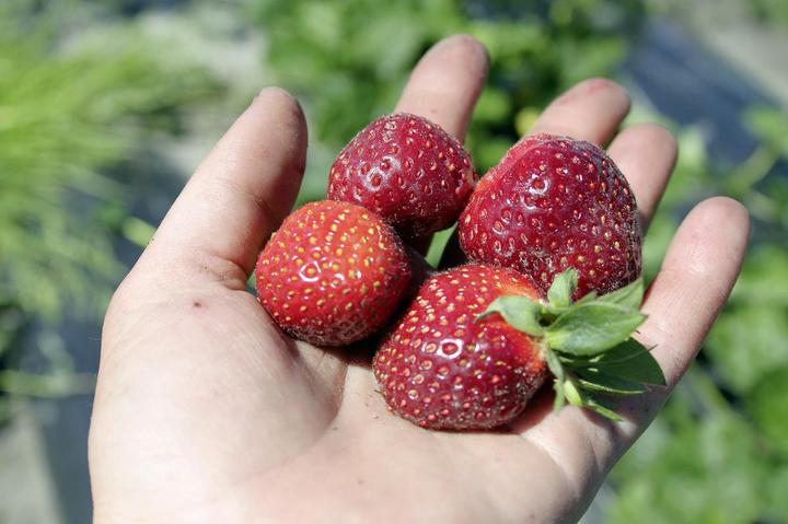 Actual product image Lubera Long-lasting balcony and terrace strawberries in the