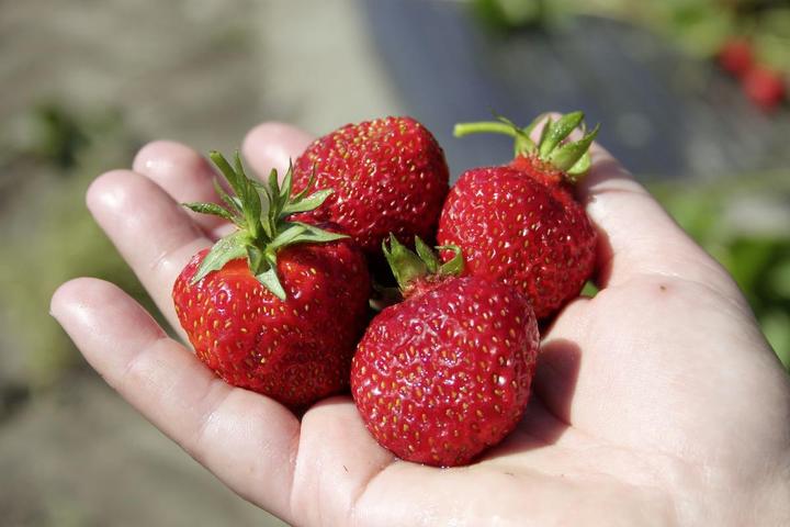 Actual product image Lubera Long-lasting balcony and terrace strawberries in the