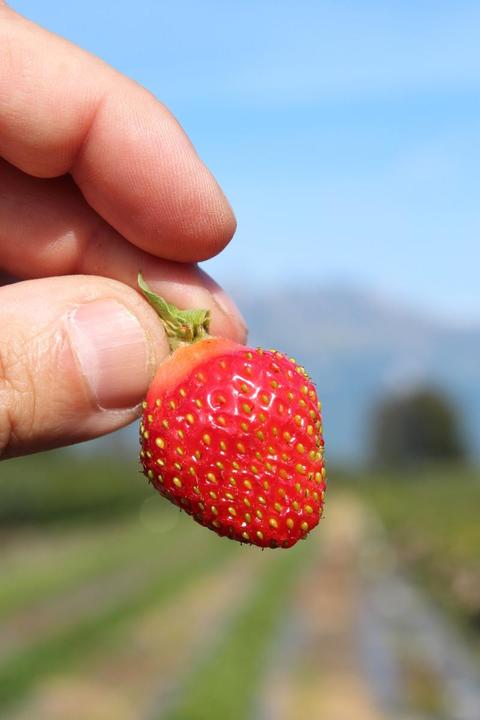 Actual product image Lubera Long-lasting balcony and terrace strawberries in the