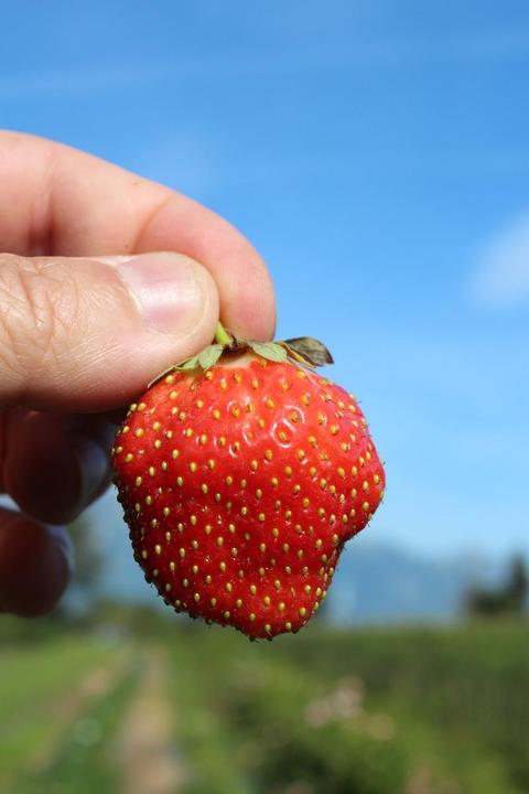 Lubera Long-lasting balcony and terrace strawberries in the