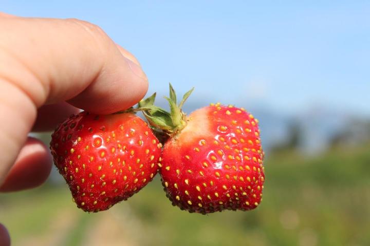 Actual product image Lubera Long-lasting balcony and terrace strawberries in the