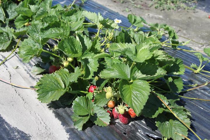 Actual product image Lubera Long-lasting balcony and terrace strawberries in the