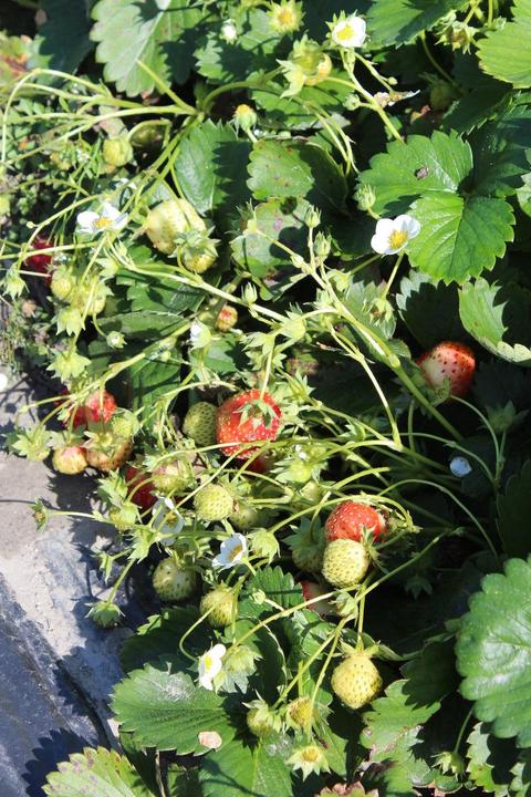 Actual product image Lubera Long-lasting balcony and terrace strawberries in the