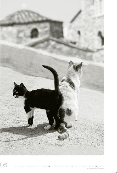 Produktbild Cats Edition Kalender 2026 (49 x 68 cm)