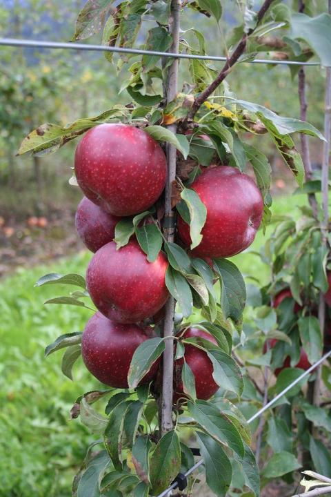 Actual product image Lubera Two columnar apple trees for the tub