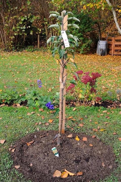 Actual product image Lubera Two columnar apple trees for the tub