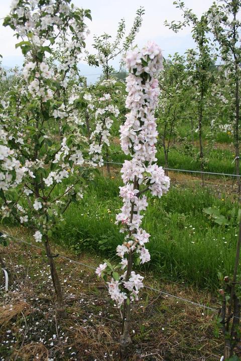 Actual product image Lubera Two columnar apple trees for the tub