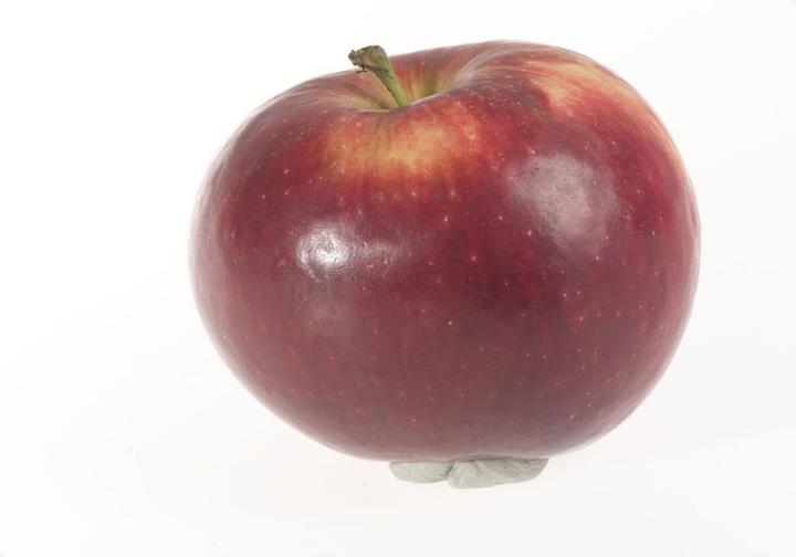 Actual product image Lubera Two columnar apple trees for the tub