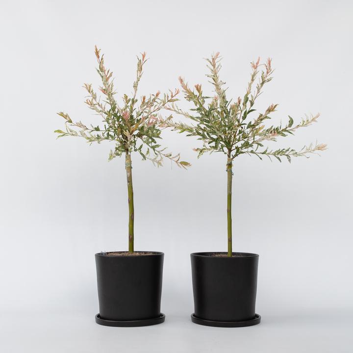 Produktbild Plant in a Box Salix integra 'Flamingo' - 2er Set Bunter Blutweiderich (60 cm)