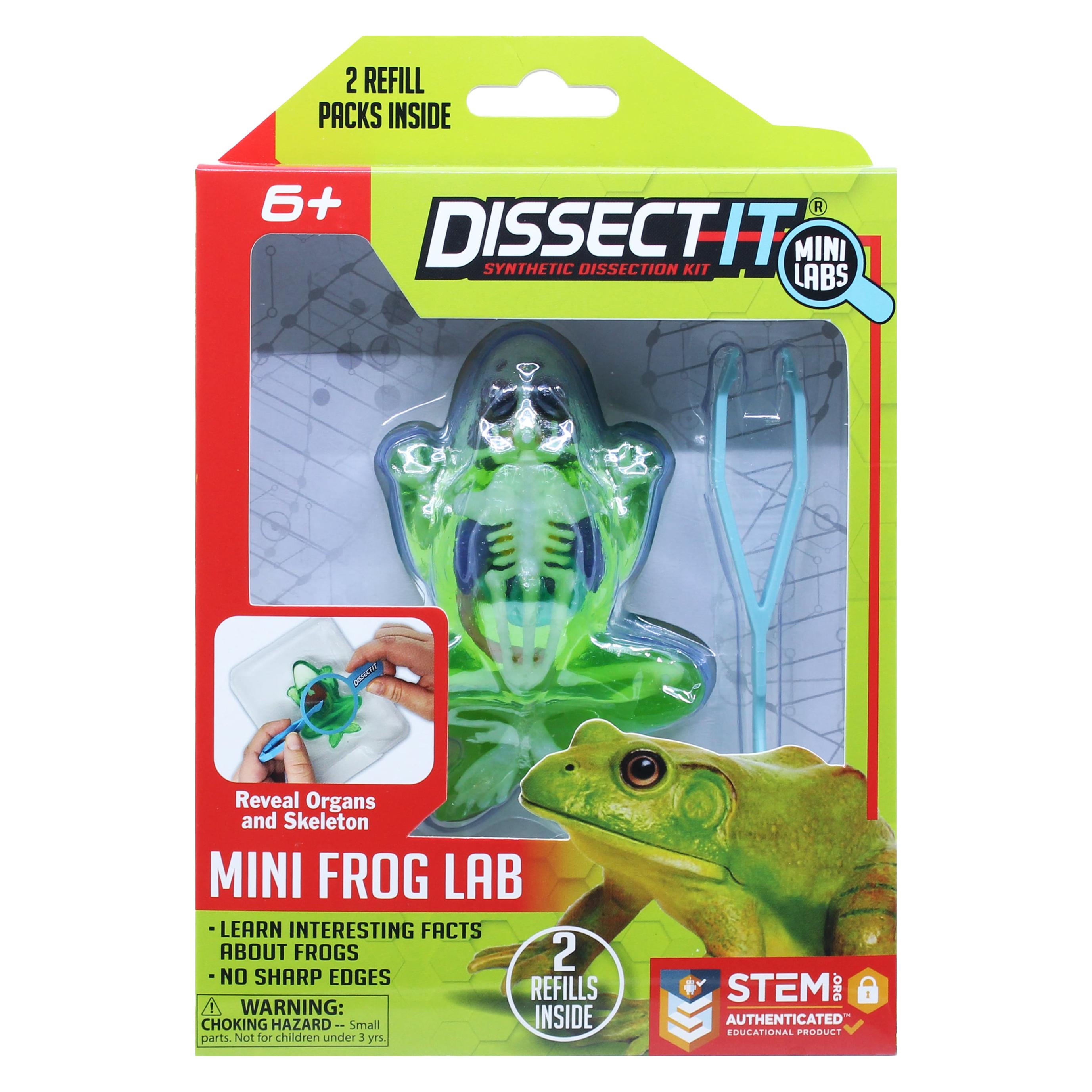Sensory Compunds Dissect-It, Einen Frosch Mit Einer Lupe Sezieren