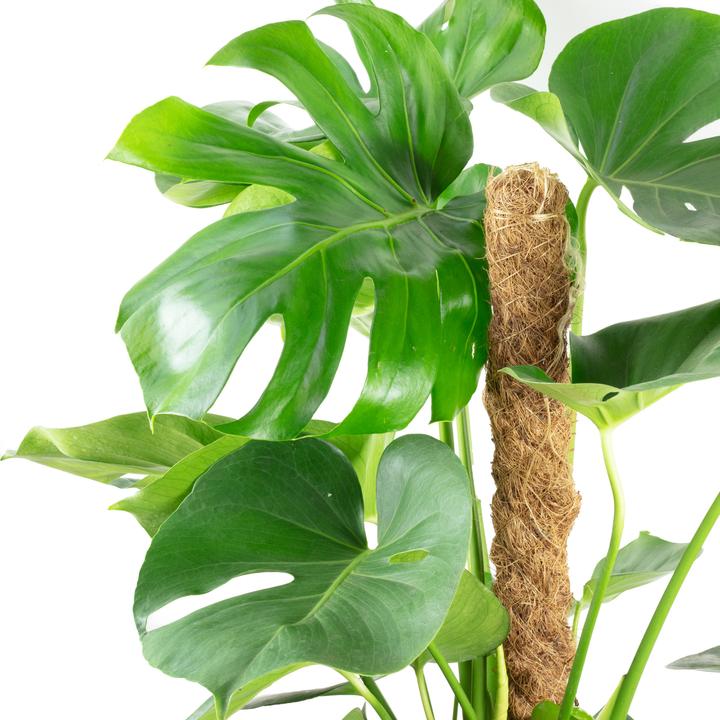 Immagine prodotto Flowerbox Foglia di finestra su bastoncino di muschio - Monstera deliciosa (80 cm)