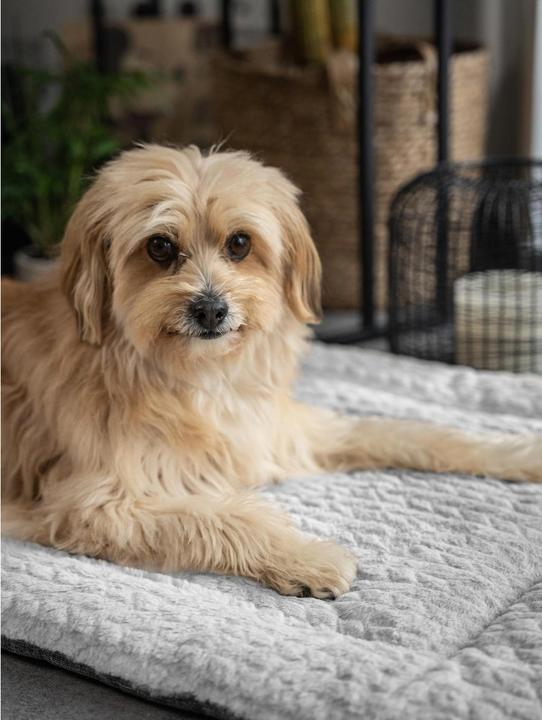 Actual product image Trend Pet Dog blanket Heaven, Grey, Size XS (Dog)