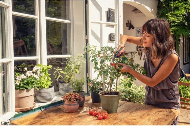 Immagine prodotto Gardena Forbici FreshCut in offerta