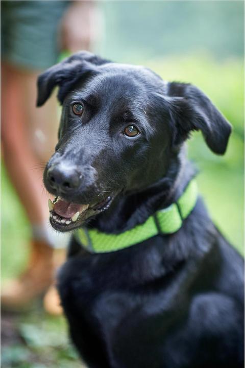 Immagine prodotto Hunter Collare per cani Hilo Vario Plus (XL, Cane, Sport cane)