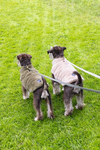 Actual product image Designed by Lotte Victoria dog coat (S, Dog coat)