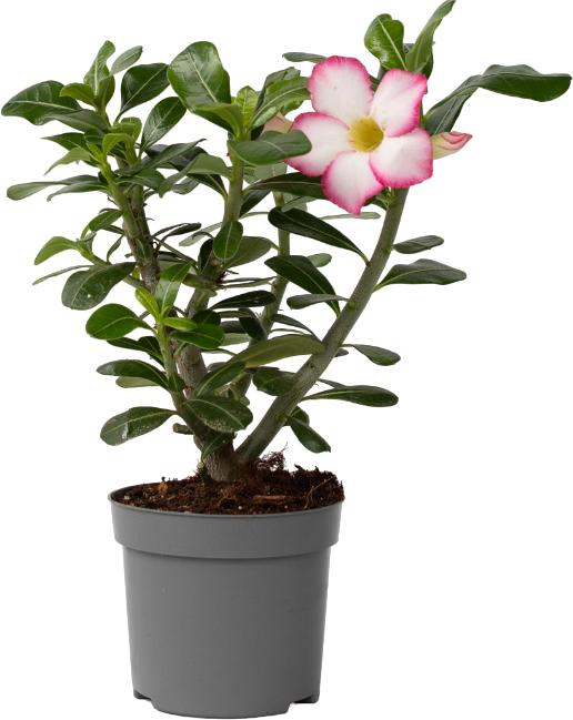 Plant in a Box Adenium Obesum 'Pink Star' - Wstenrose