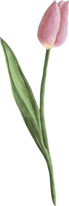 Image du produit Trenddeko Aquarelle de tulipe (13 x 40 cm)