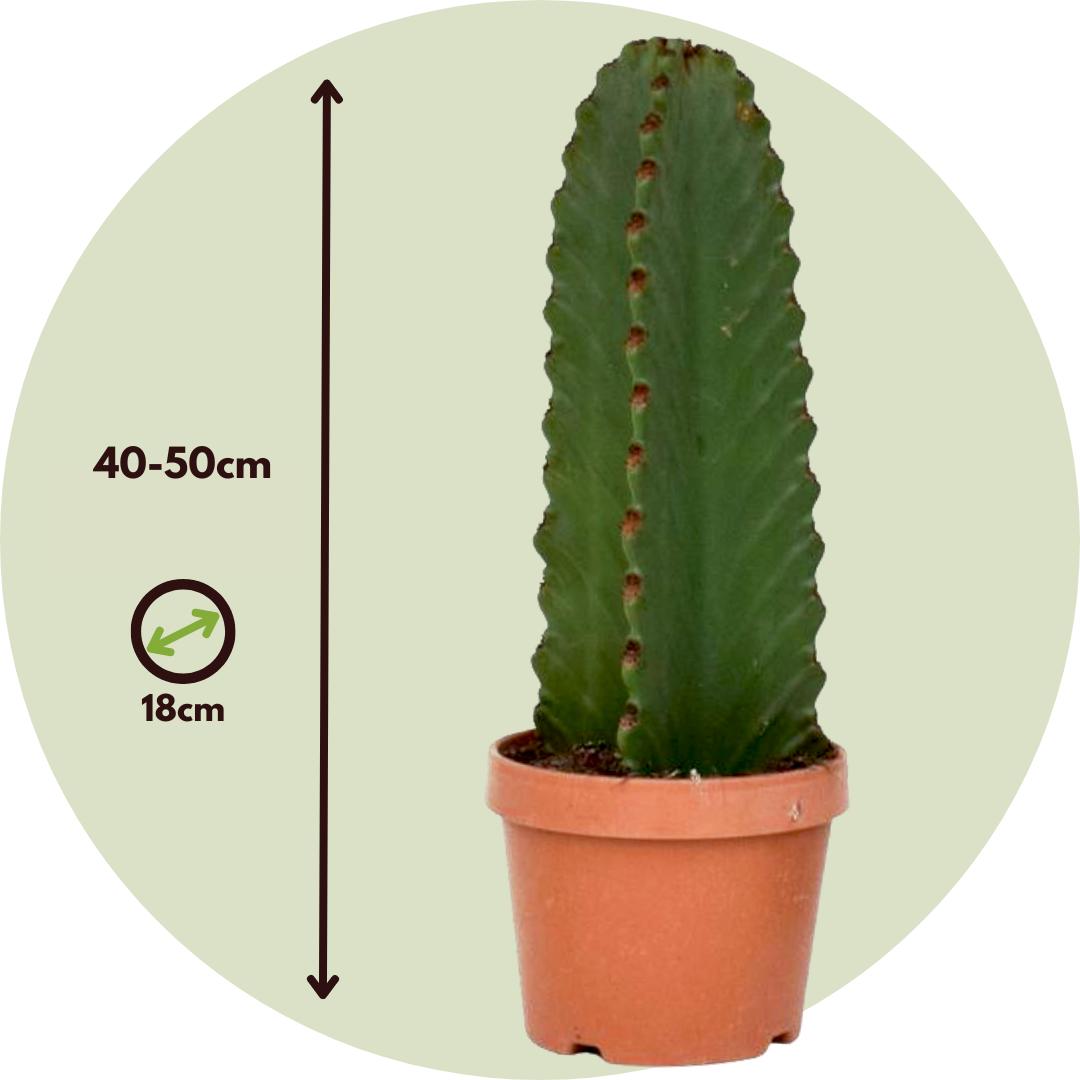 Plant in a Box, Pflanzen, Euphorbia ingens - Cowboy-Kaktus (40 cm)