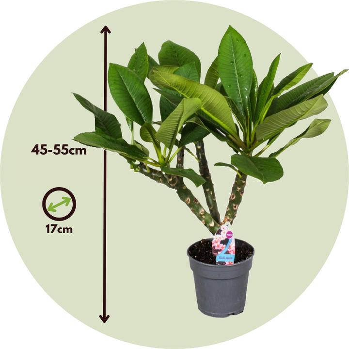 Produktbild Plant in a Box Plumeria Frangipani - Hawaii pflanze (54 cm)