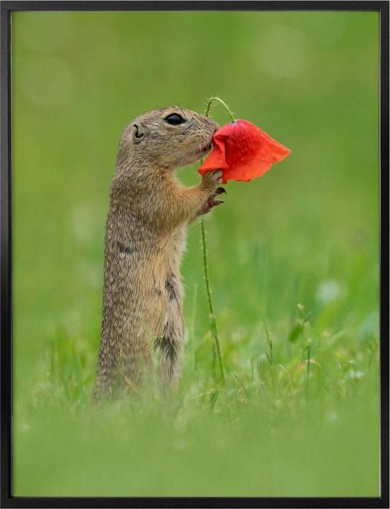 Produktbild Trenddeko van Duijn - Erdhörnchen mit Mohnblume (60 x 80 cm)