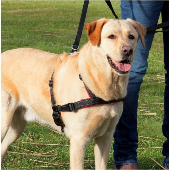 Image du produit Trixie Harnais de formation Lead n Walk S-M (S, M, Chien, Général)