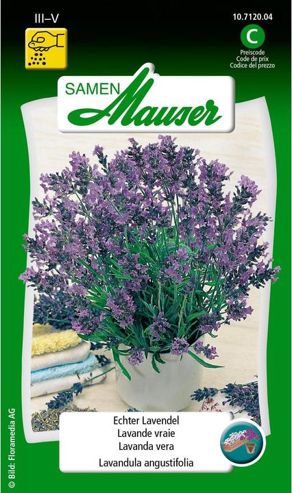 Samen Mauser La vraie lavande (Graines d'herbes aromatiques)