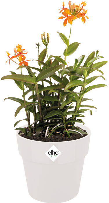 Produktbild Elho B.for Original (29.50 cm)