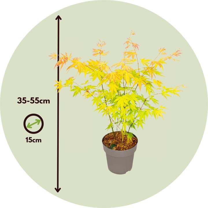 Immagine prodotto Plant in a Box Acer palmatum 'Orange Dream' - Japanischer Ahorn (35 cm)