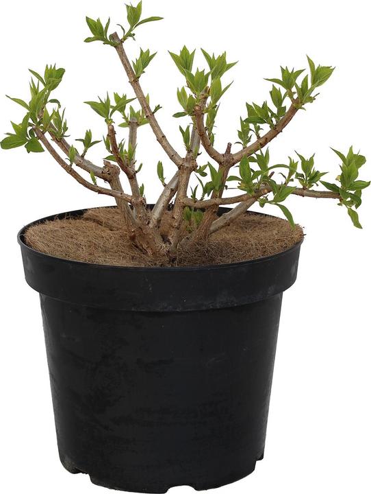 Produktbild Zulauf Rispen-Hortensie / Hydrangea pan. 'Silver Dollar' (40 cm)