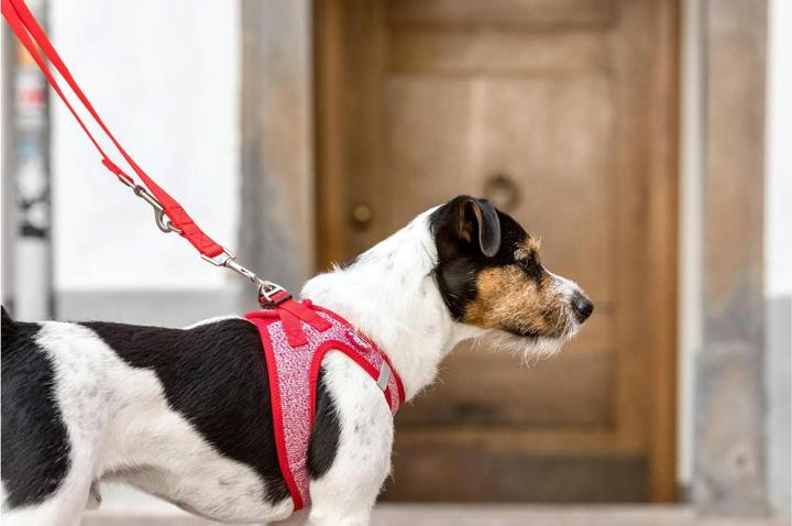 Image du produit Curli Harnais Mérinos (XS, Chien, Général)