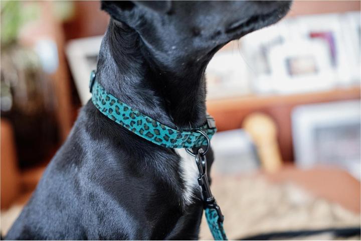 Produktbild Kentucky Dogwear Hundeleine Leopard