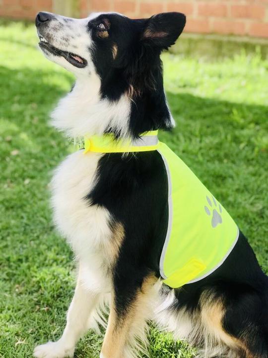 Immagine prodotto Korntex Gilet di sicurezza per cani (M)