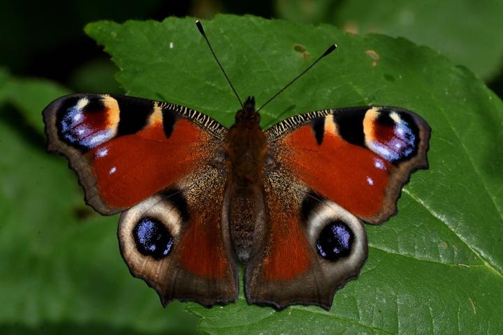 Actual product image Butterflies 2025 large format calendar (Hardcover, German)