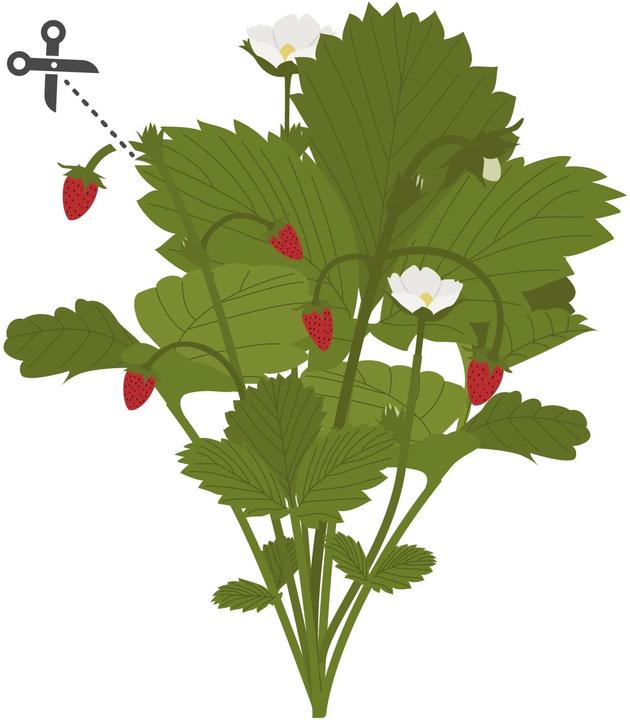 Immagine prodotto Véritable Lingot Wild Berry rosso BIO (Seme di frutta)