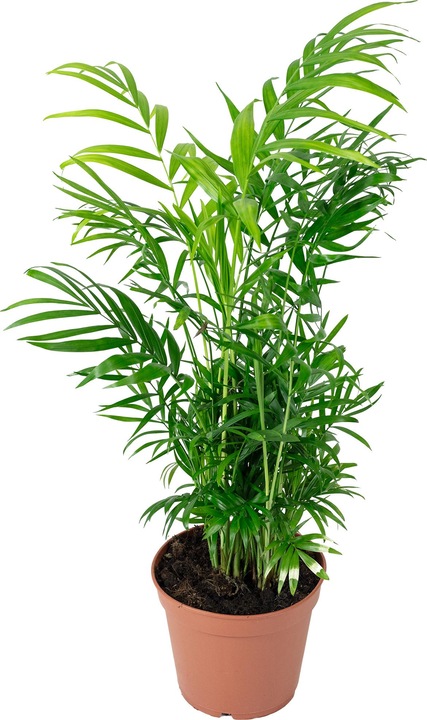 Actual product image Flowerbox Mountain palm - Chamaedorea elegans (55 cm)