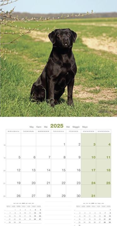 Produktbild Martin Sellier Labrador