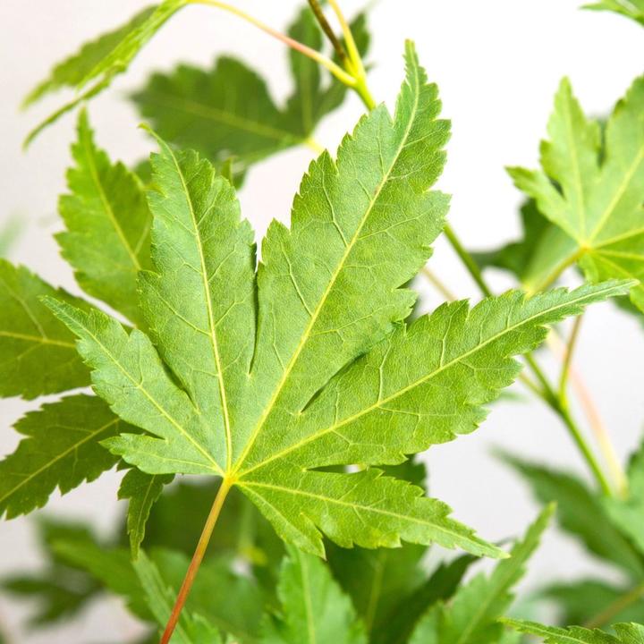 Produktbild Plant in a Box Acer palmatum 'Going Green' - Japanischer Ahorn (25 cm)