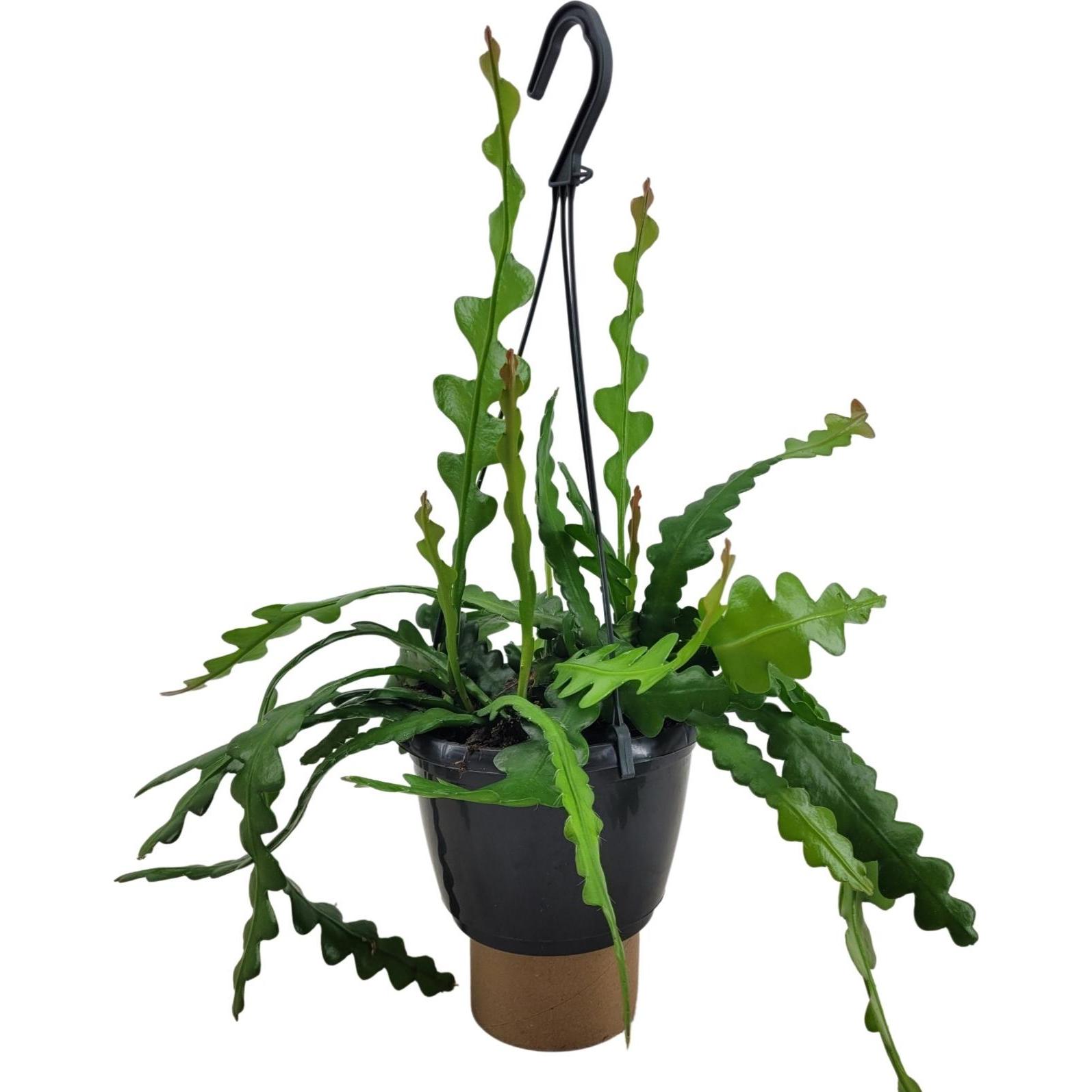 Plant in a Box, Pflanzen, Epiphyllum Anguliger - Königin der Nacht Kaktus (30 cm)