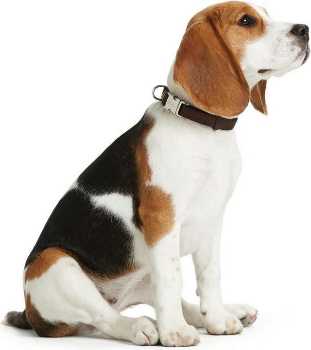 Produktbild Hunter Hundehalsband Basic Alu-Strong L Rot (45-65 cm) (XL, Hund)